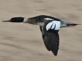 Red-breasted Merganser